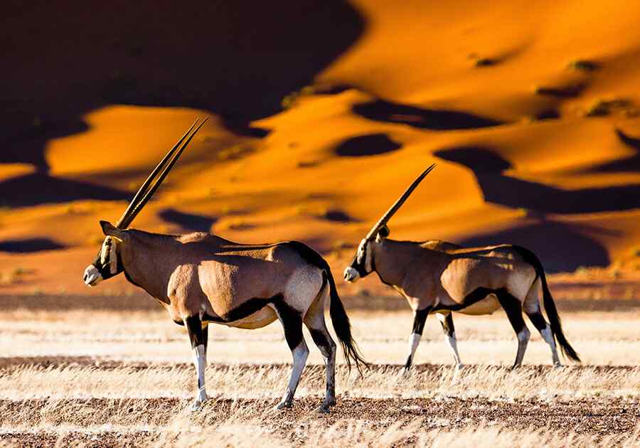 Namibian Landscape