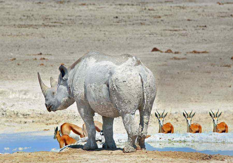 Highlights of Namibia