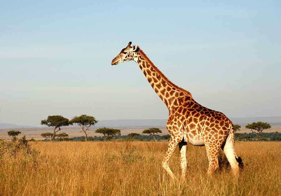 Essential Tanzania Ex USA