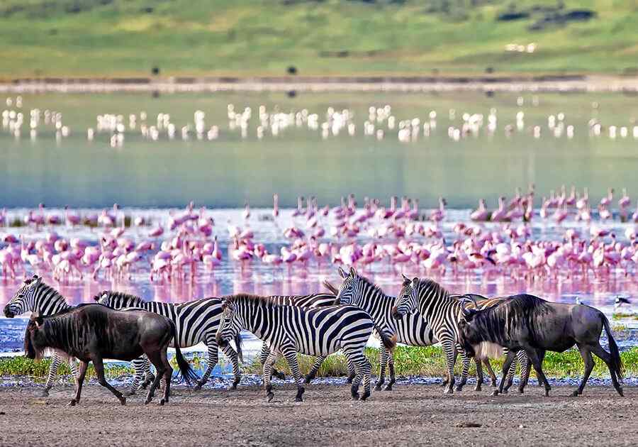 Essential Tanzania Ex USA