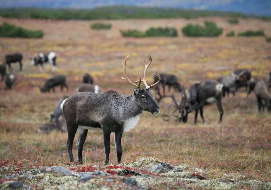 Reindeer