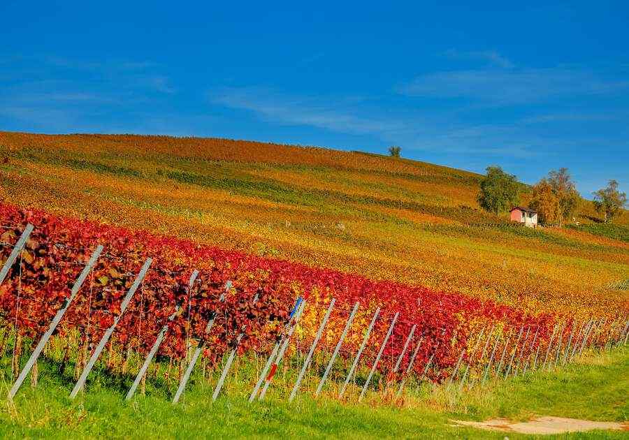 Vineyard 