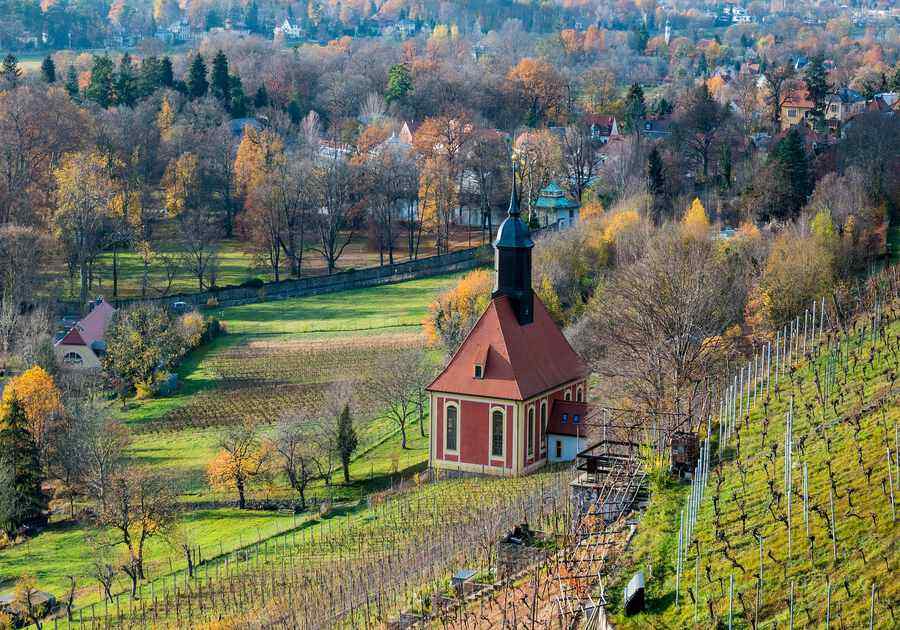 Vineyard 