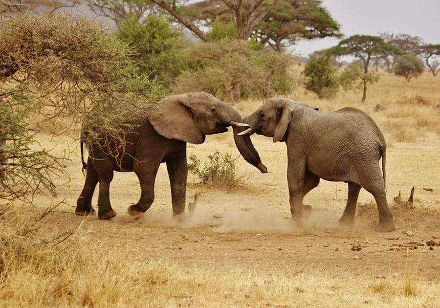 Serengeti Elephant
