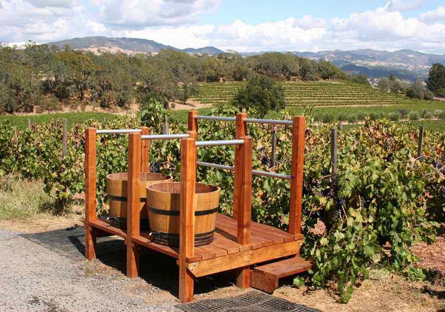 wineyard