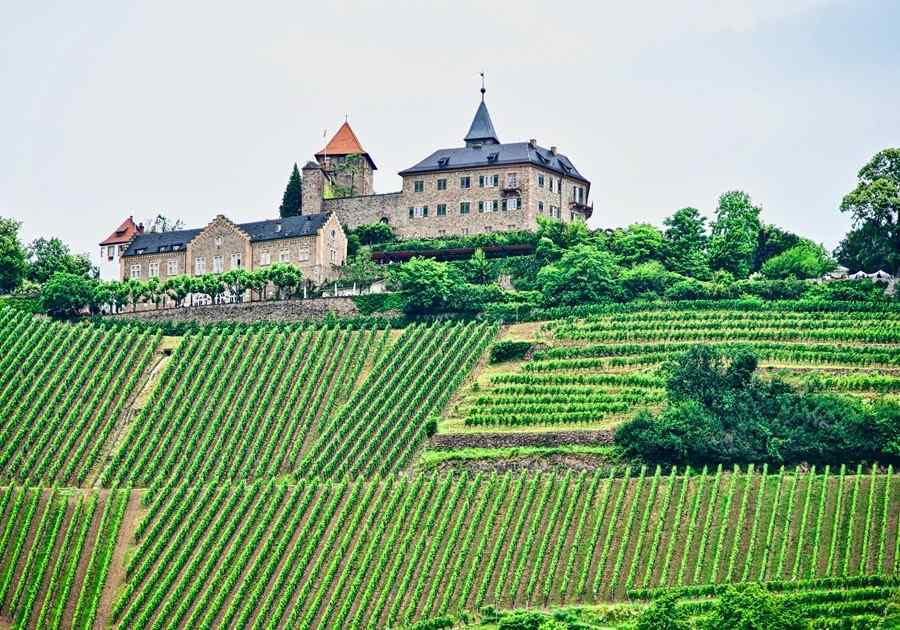 vineyard