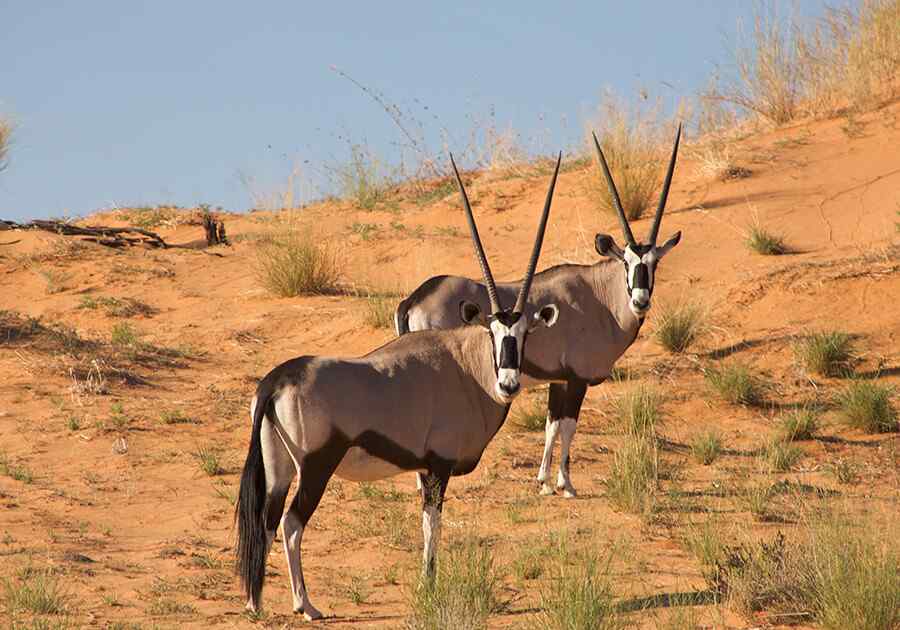Discover South Africa & Victoria Falls Ex USA