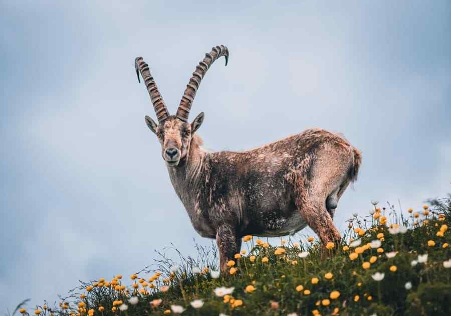 Alpine Ibex