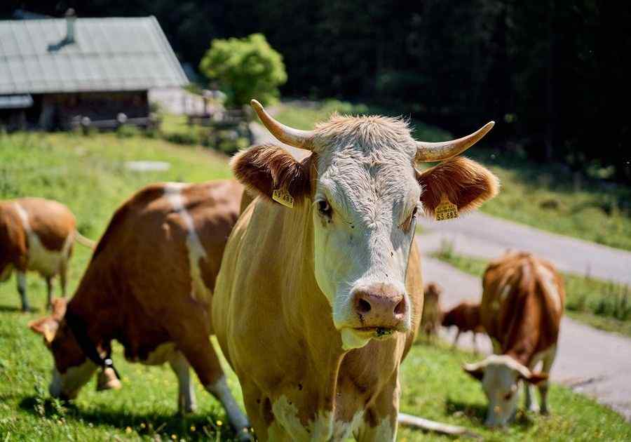 Asturian Cow