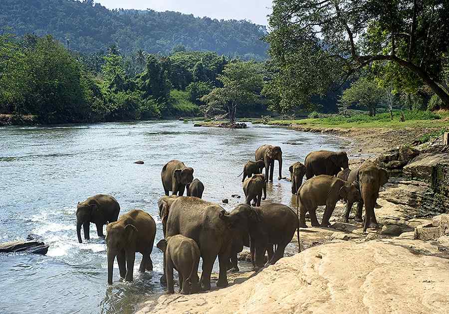 YogaAndMeditationInSriLanka