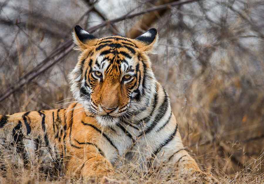 Ranthambhore 