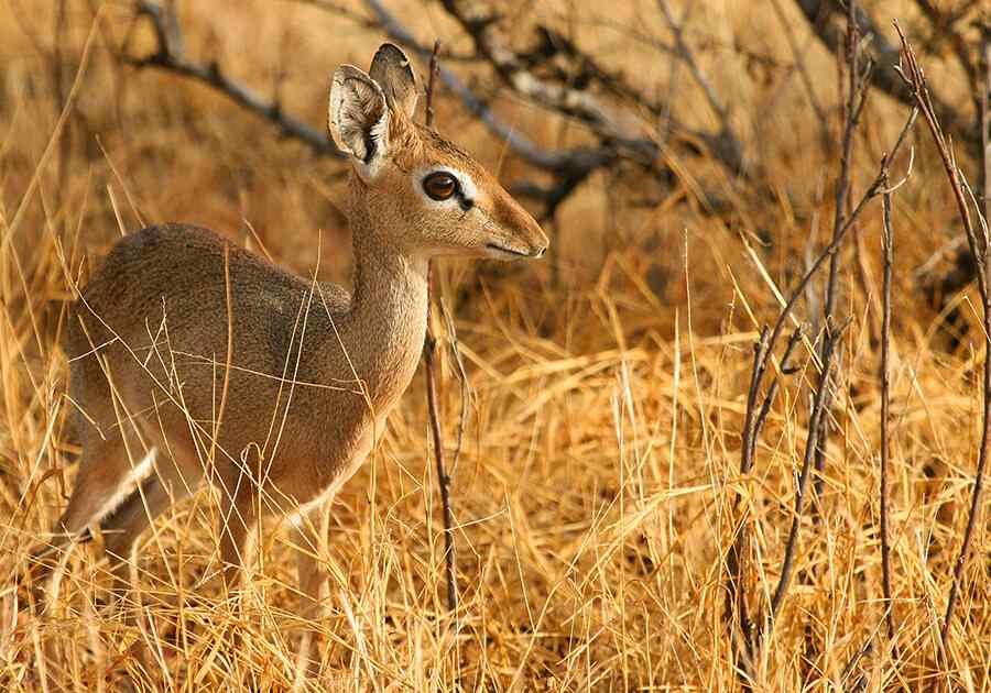 East Africa Explorer