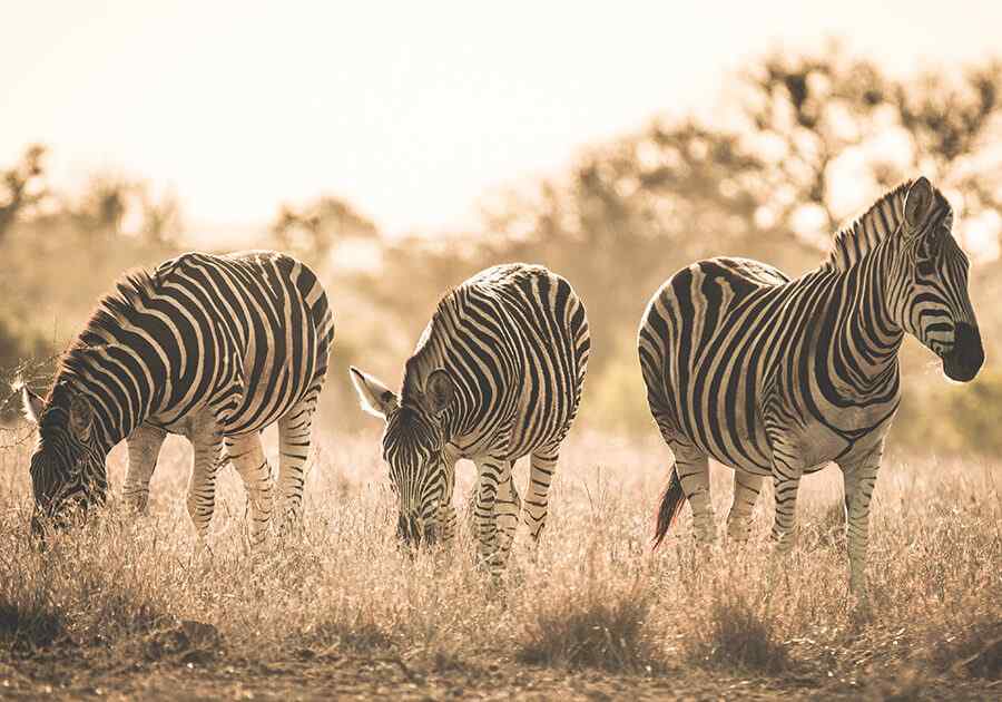 East Africa Explorer