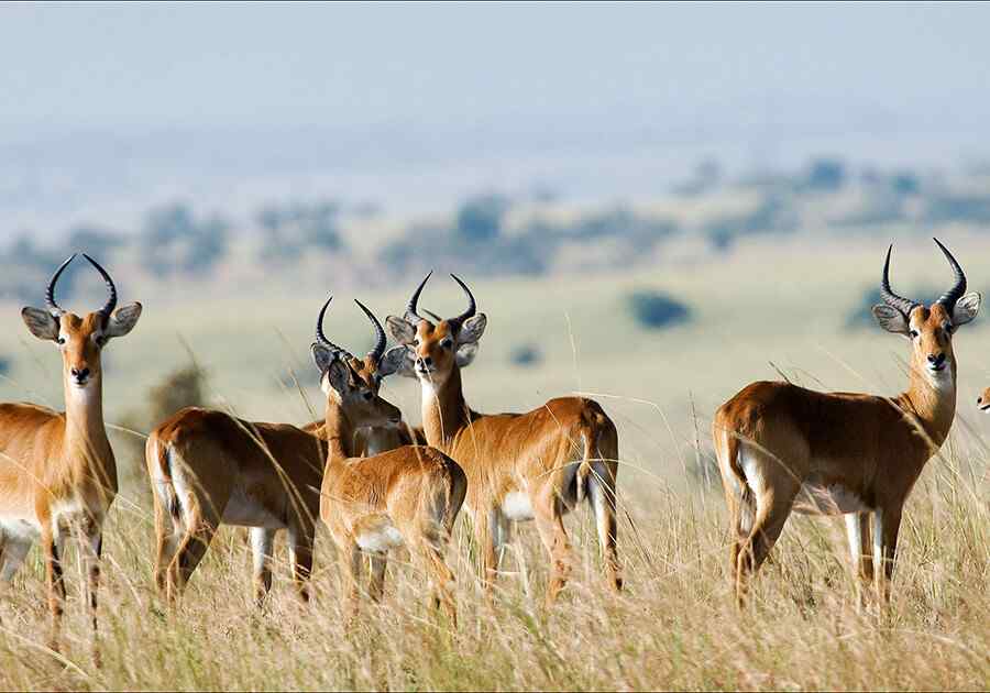 South Africa In Depth Ex USA